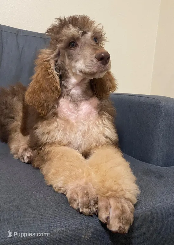 LEONARDO – Poodle - Standard  puppy for sale in Charlo, MT
