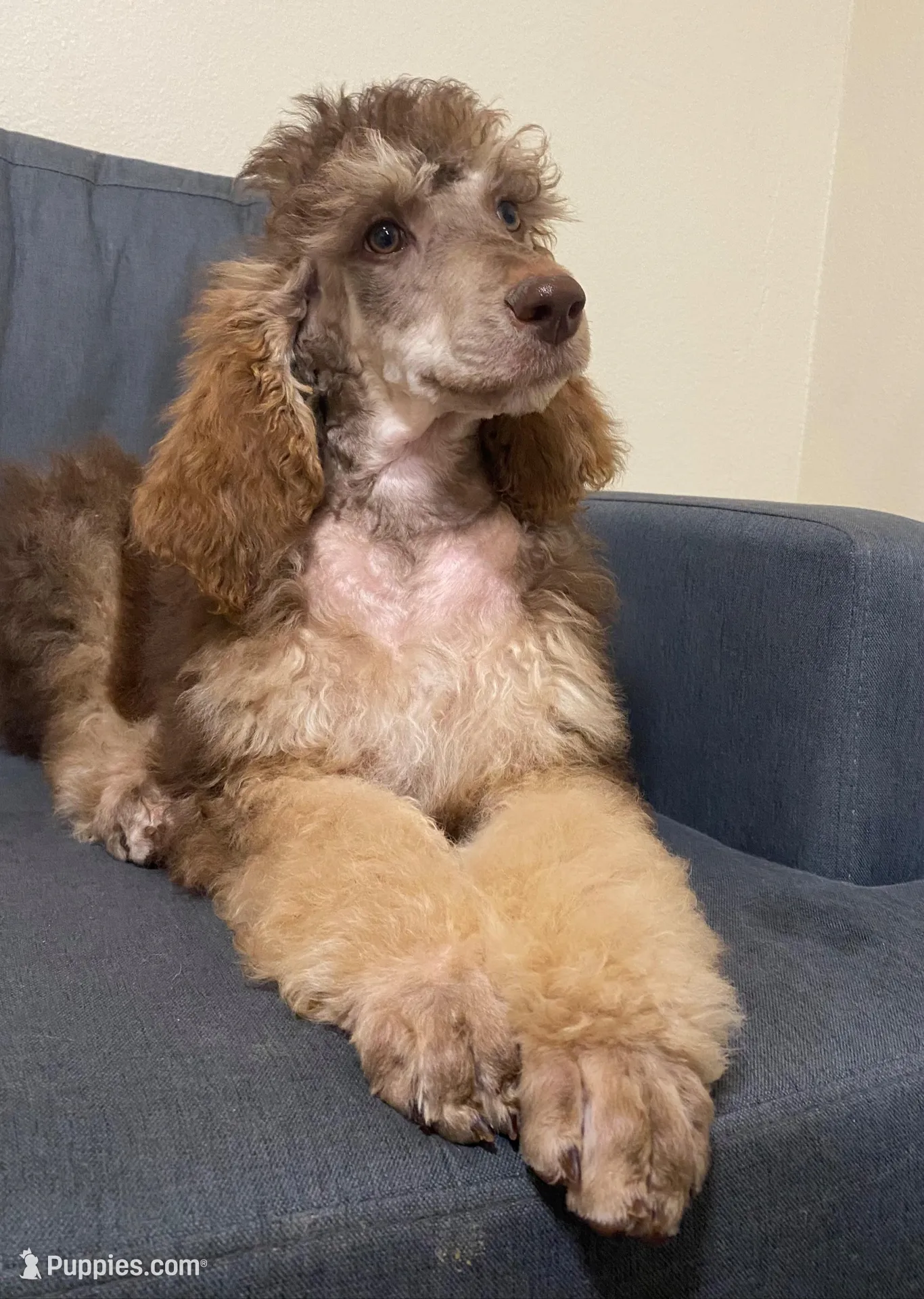 LEONARDO, a male Poodle - Standard  for sale in Charlo, MT – Photo 1 of 8