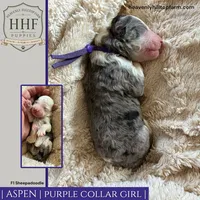 ASPEN - F1 Sheepadoodle, a female Old English Sheepdog and Poodle - Standard  for sale in Charlo, MT – 1 of 1