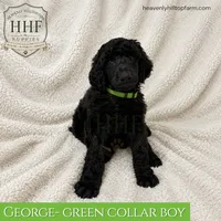 GEORGE - Large Standard Poodle, a male Poodle - Standard  for sale in Charlo, MT – 1 of 1