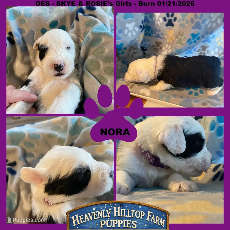 NORA - OES GIRL PURPLE