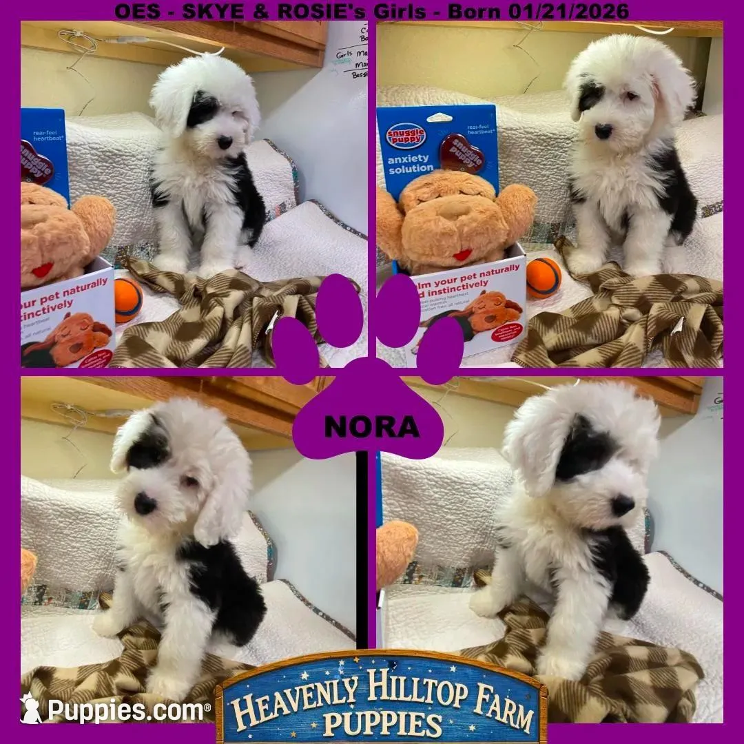 NORA - OES GIRL PURPLE – Old English Sheepdog puppy for sale in Charlo, MT