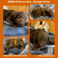 HENRI - EMMA's boy - orange, a male Poodle - Standard  for sale in Charlo, MT – Photo 2 of 6