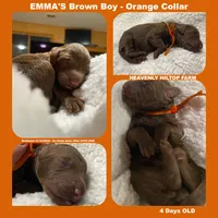 HENRI - EMMA's boy - orange, a male Poodle - Standard  for sale in Charlo, MT – Photo 3 of 6