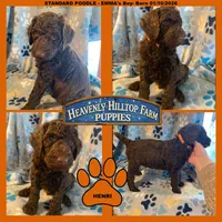 HENRI - EMMA's boy - orange, a male Poodle - Standard  for sale in Charlo, MT – Photo 1 of 6