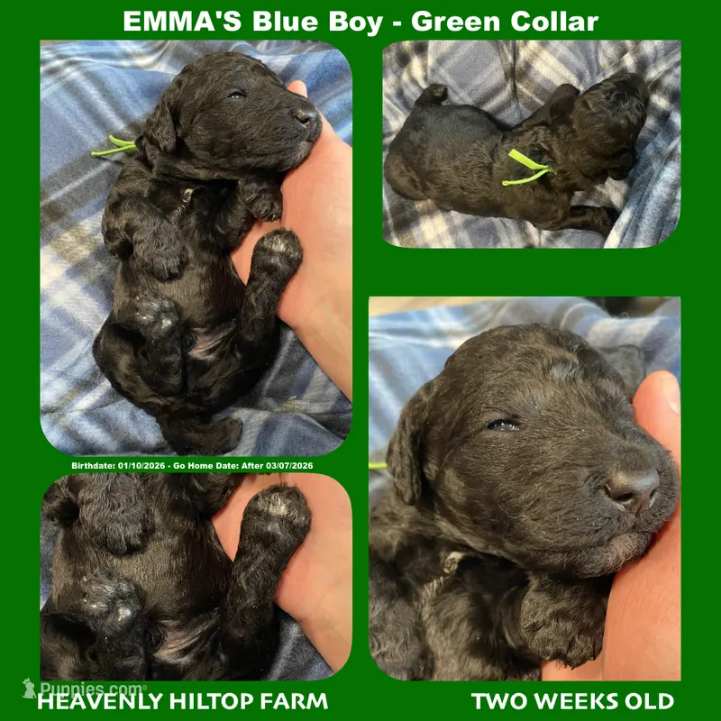 EMMA's Blue Poodle- green