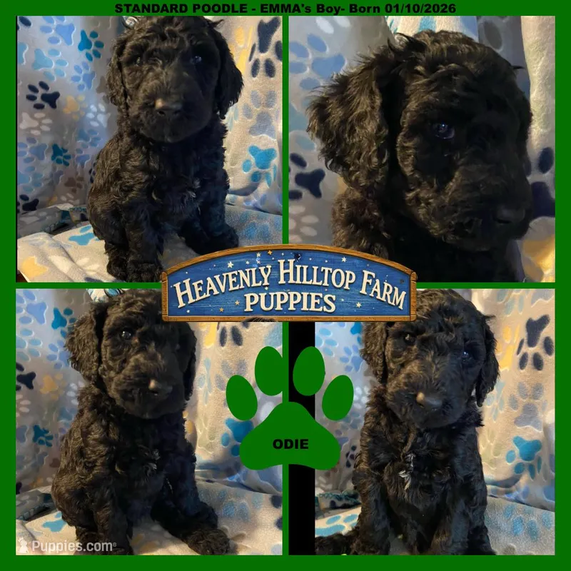 ODIE - EMMA's Boy- green