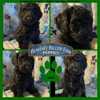 ODIE - EMMA's Boy- green, a male Poodle - Standard  for sale in Charlo, MT – Photo 1 of 6