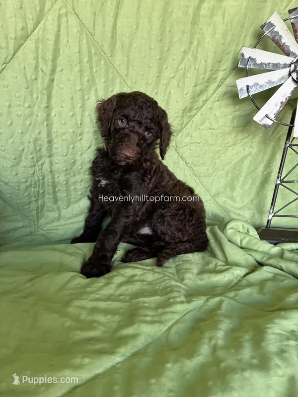 WILLOW - Grey Collar Boy – Goldendoodle puppy for sale in Charlo, MT