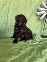 WILLOW - Grey Collar Boy, a male Goldendoodle for sale in Charlo, MT – 1 of 1