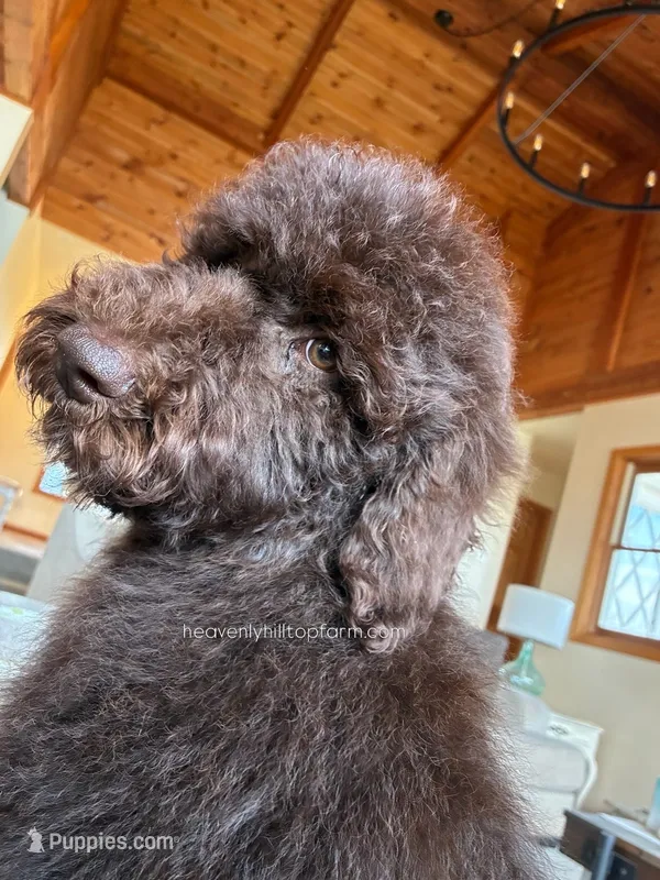 ALDER - Brown Goldendoodle – Goldendoodle, Poodle - Standard  puppy for sale in Charlo, MT