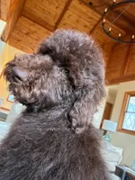 ALDER - Brown Goldendoodle, a male Goldendoodle and Poodle - Standard  for sale in Charlo, MT – 1 of 4