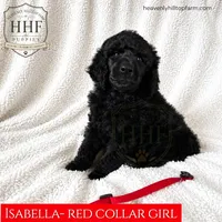 ISABELLA - AKC large standard poodle , a female Poodle - Standard  for sale in Charlo, MT – 1 of 2