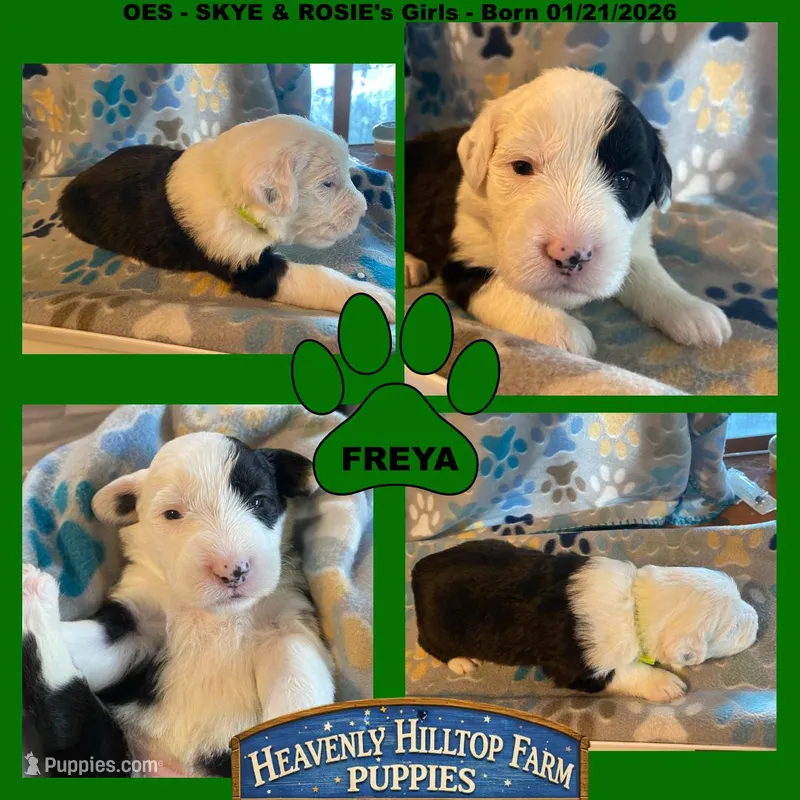 FREYA - OES GIRL GREEN