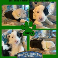 FREYA - OES GIRL GREEN, a female Old English Sheepdog for sale in Charlo, MT – Photo 1 of 3