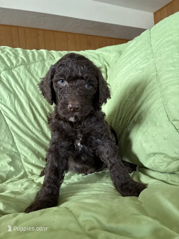 TEDDY - Orange Collar Boy – Goldendoodle puppy for sale in Charlo, MT