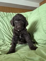 TEDDY - Orange Collar Boy, a male Goldendoodle for sale in Charlo, MT – 1 of 1