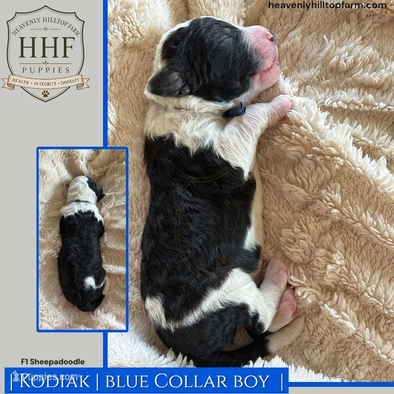 KODIAK - F1 Sheepadoodle – Old English Sheepdog, Poodle - Standard  puppy for sale in Charlo, MT