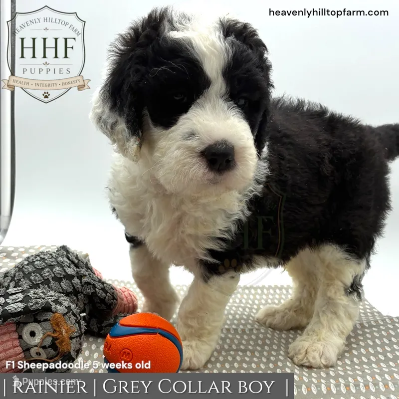 RAINIER- F1 Sheepadoodle – Old English Sheepdog, Poodle - Standard  puppy for sale in Charlo, MT
