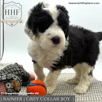 RAINIER- F1 Sheepadoodle, a male Old English Sheepdog and Poodle - Standard  for sale in Charlo, MT – 1 of 2