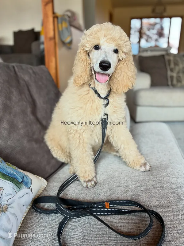 ARTHUR - AKC Large standard poodle  – Poodle - Standard  puppy for sale in Charlo, MT