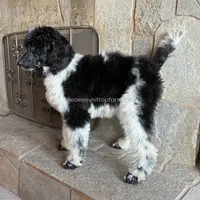DOTTIE - Black & White Parti Standard Poodle, a female Poodle - Standard  for sale in Charlo, MT – 2 of 5