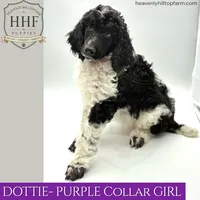 DOTTIE - Black & White Parti Standard Poodle, a female Poodle - Standard  for sale in Charlo, MT – 1 of 2