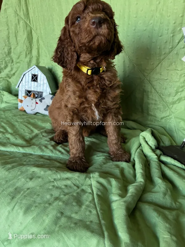 MARIGOLD - Yellow Collar Girl  – Goldendoodle puppy for sale in Charlo, MT