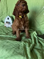 MARIGOLD - Yellow Collar Girl , a female Goldendoodle for sale in Charlo, MT – 1 of 1