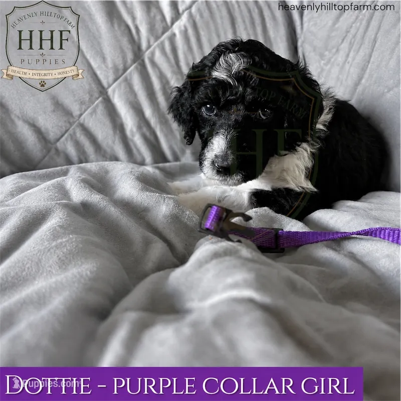 Dottie - medium standard poodle – Poodle - Standard  puppy for sale in Charlo, MT
