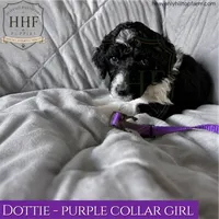 Dottie - medium standard poodle, a female Poodle - Standard  for sale in Charlo, MT – 1 of 1