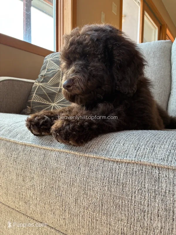 POPPY - Brown Goldendoodle – Goldendoodle, Poodle - Standard  puppy for sale in Charlo, MT
