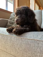 POPPY - Brown Goldendoodle, a female Goldendoodle and Poodle - Standard  for sale in Charlo, MT – 1 of 3