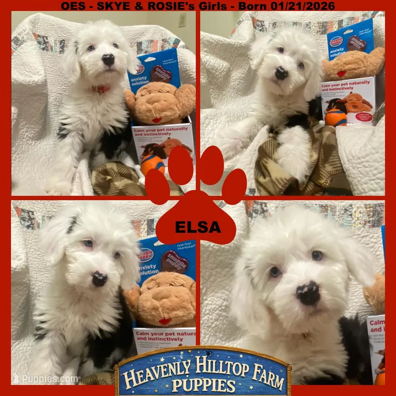 ELSA - OES GIRL RED – Old English Sheepdog puppy for sale in Charlo, MT