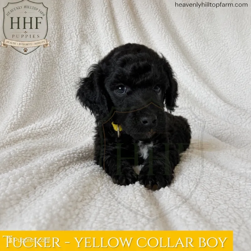 TUCKER - medium standard poodle – Poodle - Standard  puppy for sale in Charlo, MT