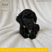 TUCKER - medium standard poodle, a male Poodle - Standard  for sale in Charlo, MT – 1 of 1
