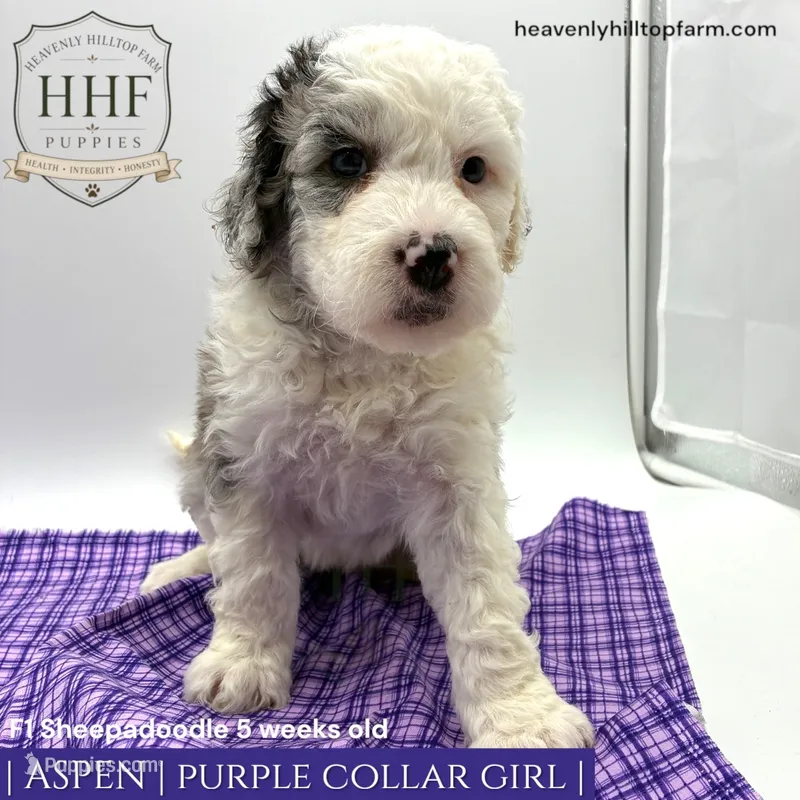 ASPEN - F1 Sheepadoodle – Old English Sheepdog, Poodle - Standard  puppy for sale in Charlo, MT