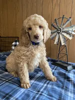 RICKY Apricot Poodle, a male Poodle - Standard  for sale in Charlo, MT – Photo 1 of 7