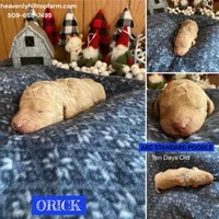 RICKY Apricot Poodle, a male Poodle - Standard  for sale in Charlo, MT – Photo 5 of 7