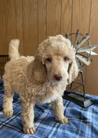 RICKY Apricot Poodle, a male Poodle - Standard  for sale in Charlo, MT – Photo 3 of 7