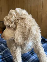 RICKY Apricot Poodle, a male Poodle - Standard  for sale in Charlo, MT – Photo 2 of 7