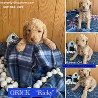 RICKY Apricot Poodle, a male Poodle - Standard  for sale in Charlo, MT – Photo 4 of 7