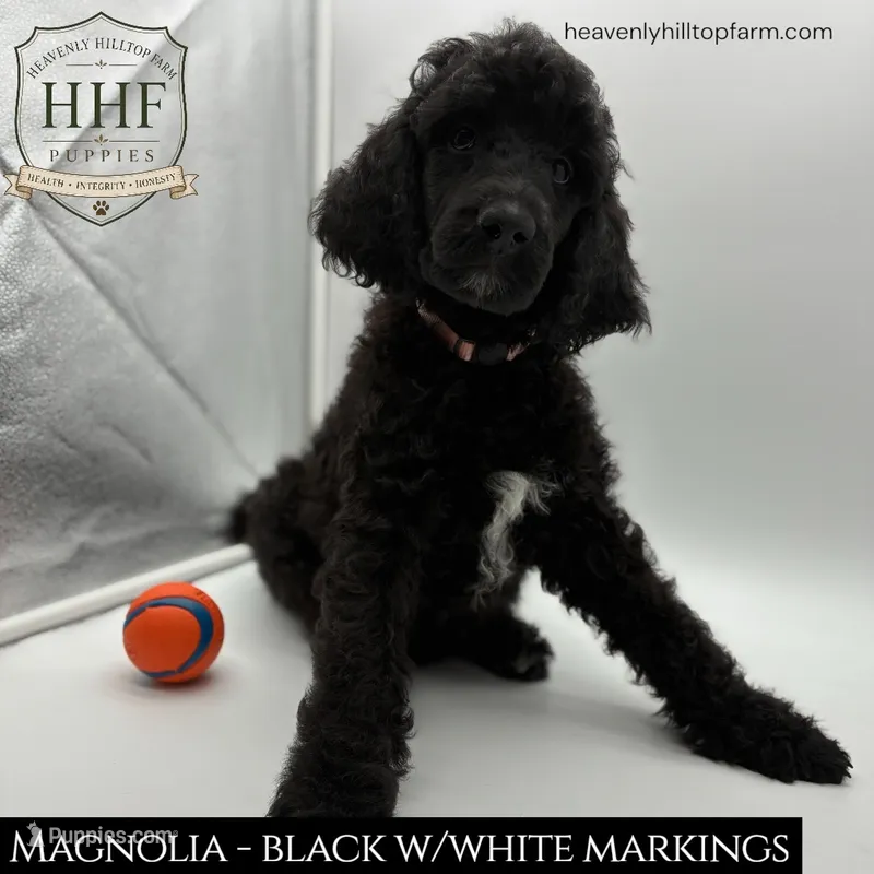 MAGNOLIA - Medium Black Poodle – Poodle - Standard  puppy for sale in Charlo, MT