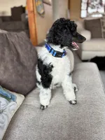 HANK - Black Tri medium Standard Poodle, a male Poodle - Standard  for sale in Charlo, MT – 2 of 5
