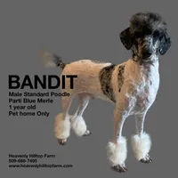 BANDIT, a male Poodle - Standard  for sale in Charlo, MT – 1 of 1