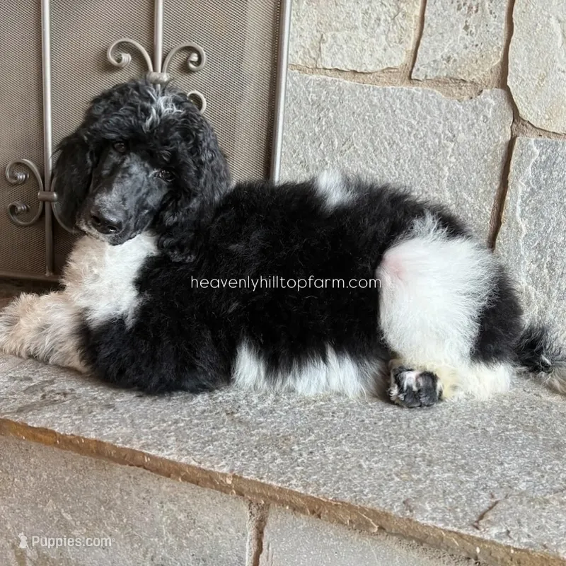 DOTTIE - Black & White Parti Standard Poodle – Poodle - Standard  puppy for sale in Charlo, MT