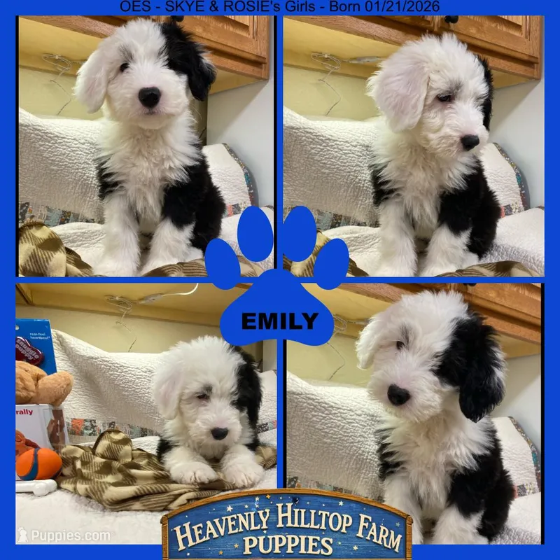 EMILY - OES GIRL BLUE – Old English Sheepdog puppy for sale in Charlo, MT