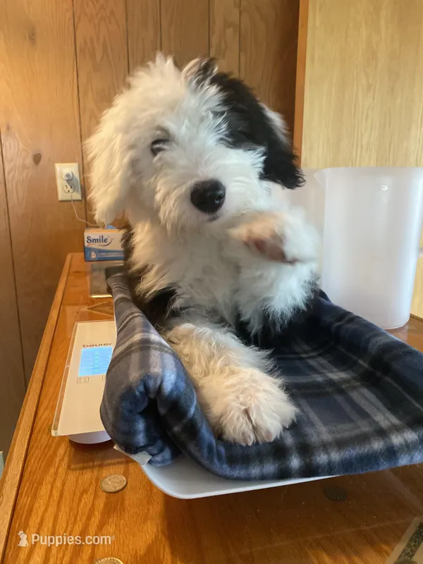EMILY - OES GIRL BLUE – Old English Sheepdog puppy for sale in Charlo, MT
