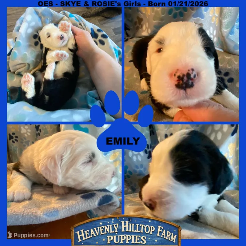 EMILY - OES GIRL BLUE