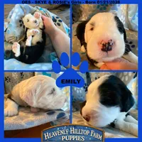 EMILY - OES GIRL BLUE, a female Old English Sheepdog for sale in Charlo, MT – Photo 1 of 3